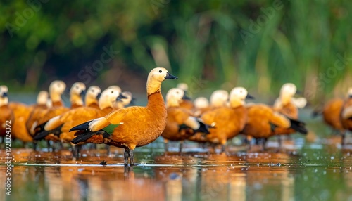 A gaggle of tawny ducks wades in shallow water, necks periscoped, amidst blurry green vegetation, facing right