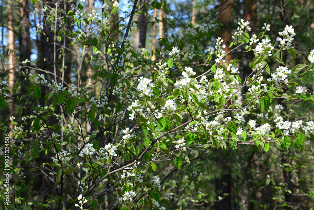 Fototapeta premium a close up of White Blossoms Blooming in a Sunny Forest