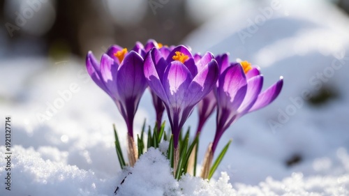 Purple crocuses blooming in snowy spring landscape.
