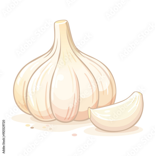 Garlic Bulb with Clove – Fresh Organic Ingredient Vector Illustration