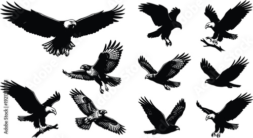 Eagle Silhouette and Detailed Illustration Set Vector Collection, Majestic Bald Eagle in Flying and Landing Poses Isolated on White
