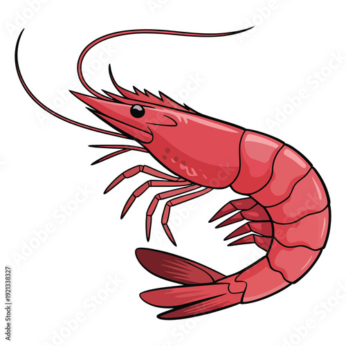 shrimp vector illustration