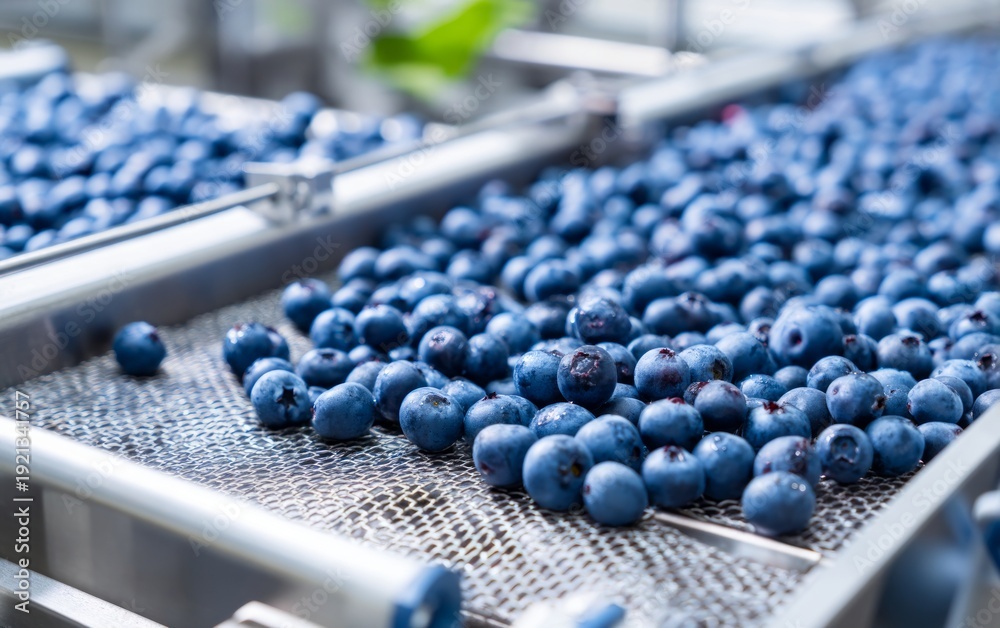 Obraz premium Modern Grading System for Blueberry Packing Process