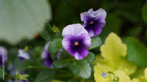 Vibrant Purple Pansy Flowers in a Garden Bloom