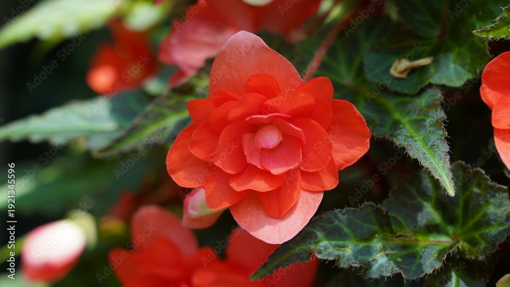 Fototapeta premium Beautiful Red Begonia Flower Close Up Shot