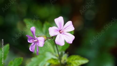 Delicate Purple Flowers Blooming in Natural Light