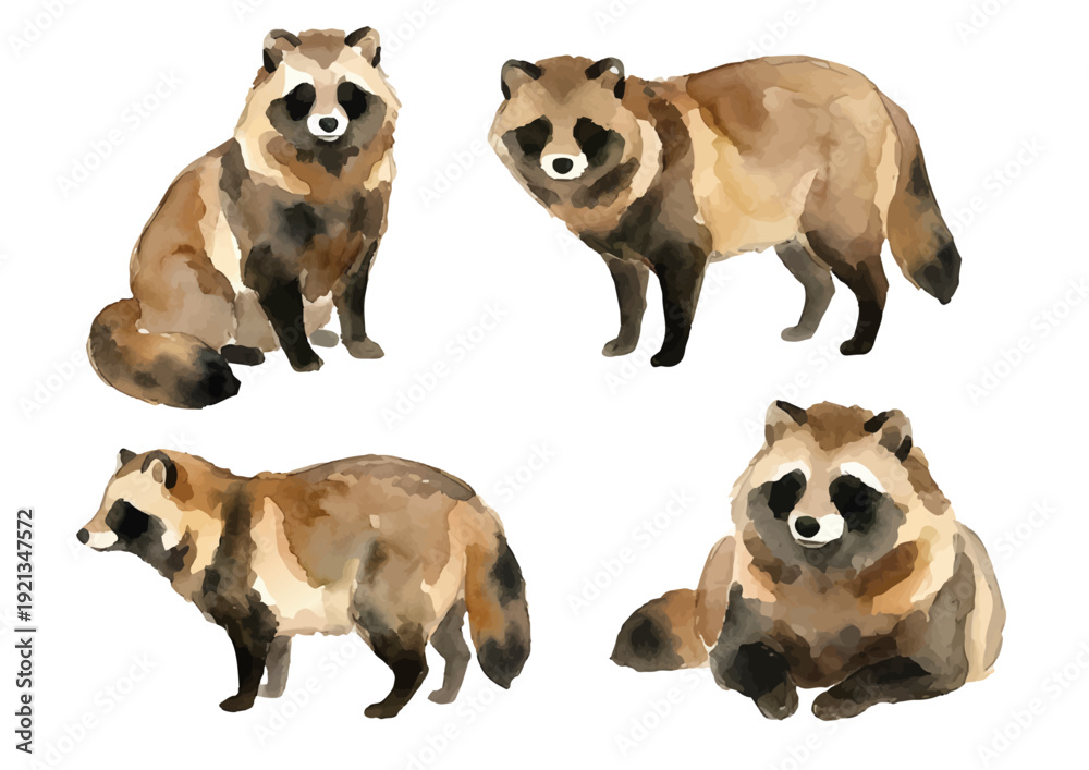 Fototapeta premium Watercolor Tanuki Illustration／たぬき