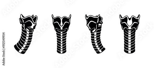 Set of animal vertebrae. vector icons set of spine symbols. nature anatomy collection