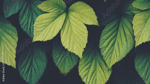 Vibrant green leaves create a visually appealing natural backdrop, perfect for eco-friendly designs, gardening blogs, and wellness themes, Ideal for nature lovers and organic product promotions,