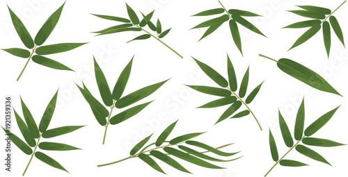 Green bamboo leaves collection with natural botanical foliage elements for tropical plant decoration and eco design vector illustration set.