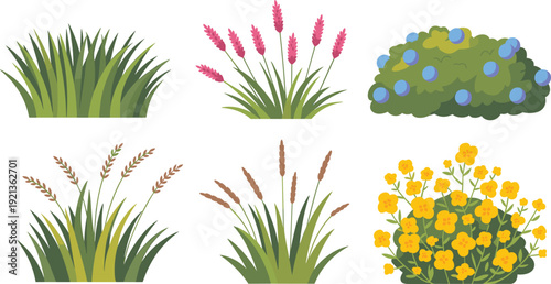 Set of decorative grass and wildflower vectors, six ornamental grass clumps and flowering plants, landscape elements for garden design and botanical illustration