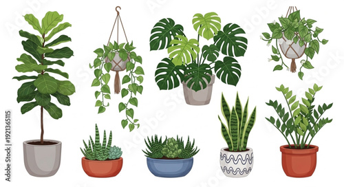 Collection of Potted Houseplants and Greenery.