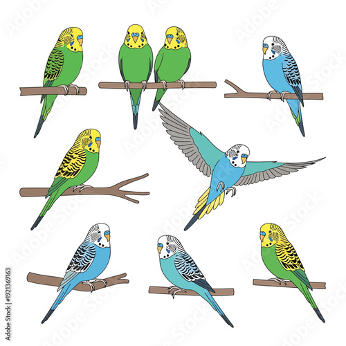 Colorful Budgerigar Parakeet Vector Art Pack