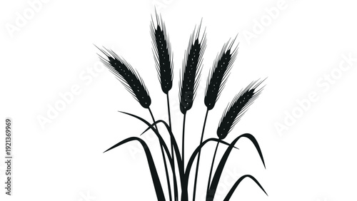 Detailed black silhouette of wheat stalks and ears representing agriculture and harvest isolated on a clean white background.