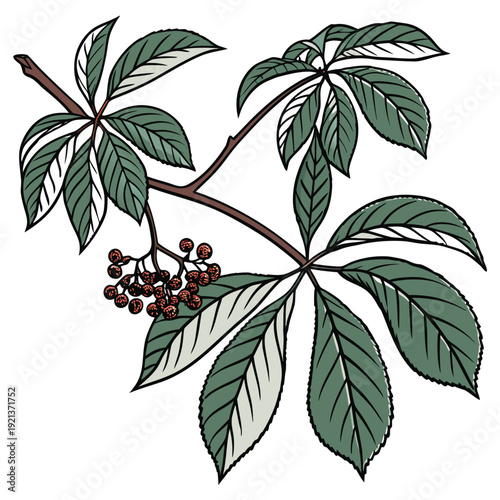 vector illusatrtion of uva ursi