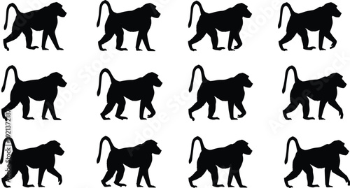 Baboon walking silhouettes animal motion sequence biomechanics illustration design flat vector