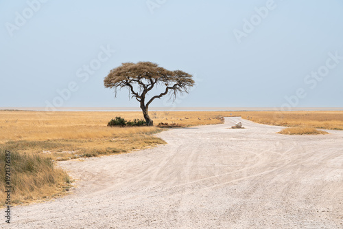 Wallpaper Mural Lone tree beside gravel parking area with springbok and the salt lake beyond, Etosha National Park, Namibia, Africa Torontodigital.ca