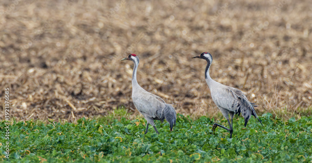 Fototapeta premium Common cranes walking on green field edge
