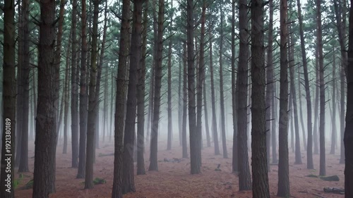 Fog blankets a peaceful pine forest, highlighting tall trees with slender trunks and a soft layer of brown pine needles covering the ground