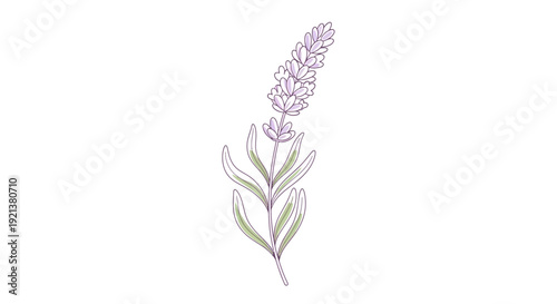 Delicate Lavender Flower Branch Vector Illustration on White Background