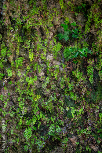 Bright winter moss on the tree vertical shot. Beautiful view to old historic rocky wall with slime on rainforest area in Antalya, Turkey. Arachnocampa luminosa, commonly known as New Zealand glowworm 