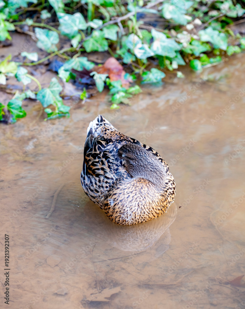 Obraz premium The mallard or wild duck is a dabbling duck that breeds throughout the temperate and subtropical Americas, Eurasia, and North Africa. It has been introduced to New Zealand, Australia, Peru, Brazil,. T