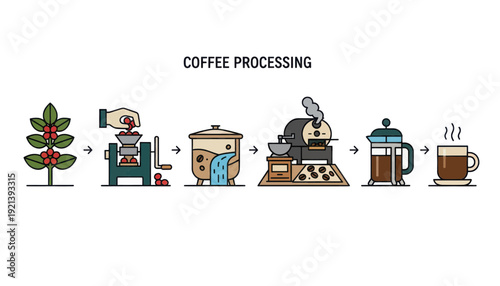 vector illustration of coffee processing