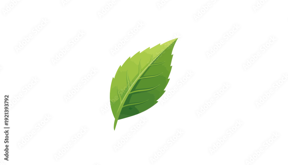 Fototapeta premium greentea leaf isolated on white