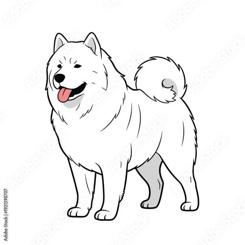Proud white fluffy samoyed dog standing with its tongue out and a curled tail in a clean vector illustration on white background.