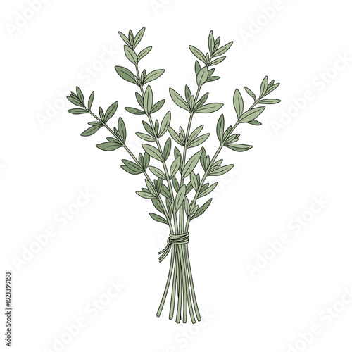 Bundle of fresh green thyme sprigs tied together with a thin string shown in a detailed hand drawn illustration style.
