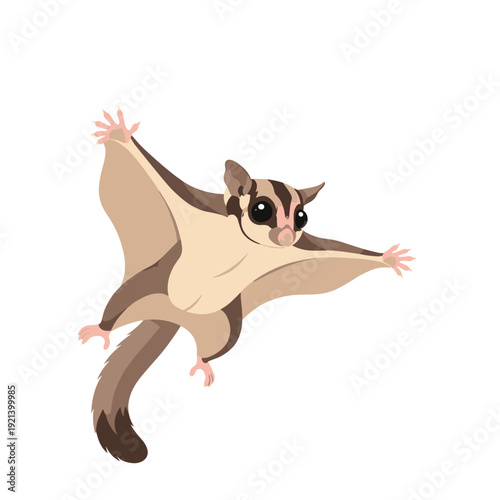 Cute brown and cream sugar glider soaring through the air with its gliding membranes fully extended on white.