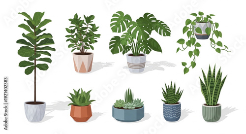 Collection of Various Potted Houseplants.