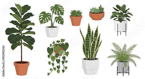 Collection of Various Potted Houseplants.