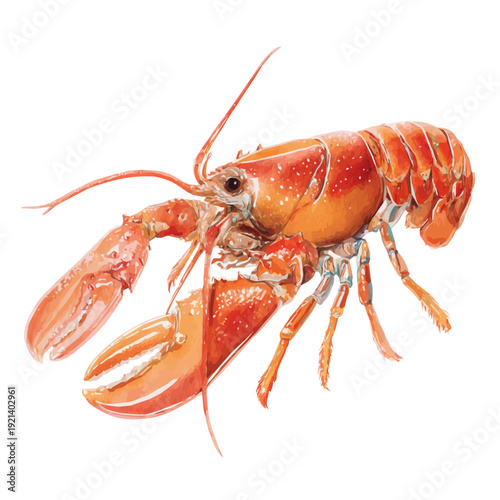 Lobster Bisque, watercolor vector, isolated on a white background.
