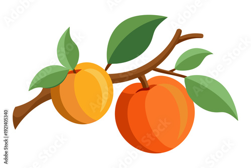 A colorful vector illustration of two peaches hanging from a branch with green leaves