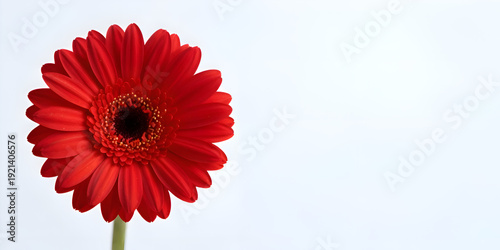 red gerber daisy