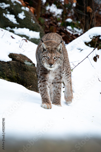 A wild Eurasian lynx walking through a snowy landscape in the Harz Mountains. Its thick winter fur and distinctive ear tufts are characteristic features of this elusive wild cat. 