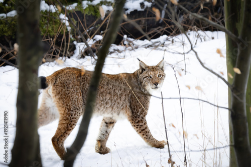 A wild Eurasian lynx walking through a snowy landscape in the Harz Mountains. Its thick winter fur and distinctive ear tufts are characteristic features of this elusive wild cat. 