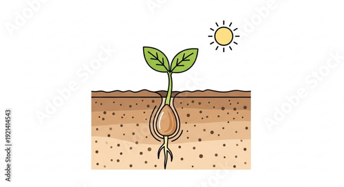 Sprouting seedling with green leaves and roots in soil under sunlight symbolizing growth and new beginnings in nature