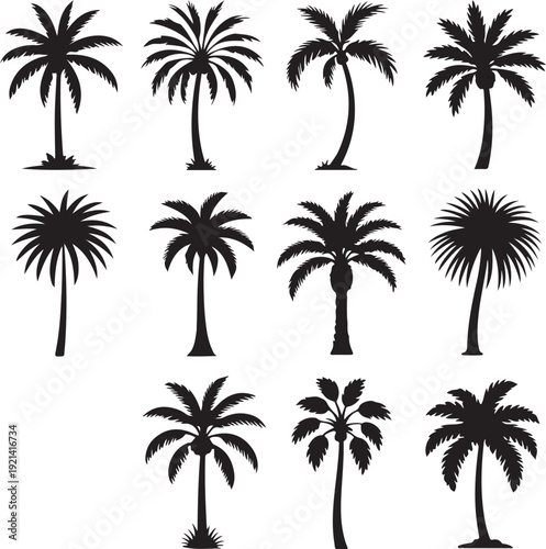 Set of palm trees. Collection of silhouette of palm tree. The contours of tropical plants. Black white illustration of coconut trees. Tattoo.