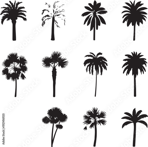 Set of palm trees. Collection of silhouette of palm tree. The contours of tropical plants. Black white illustration of coconut trees. Tattoo.