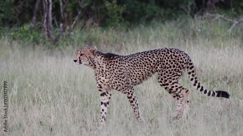  a female cheetah walking past