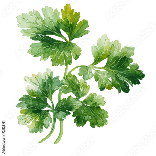 Parsley, watercolor illustration vector, isolated on a white background.