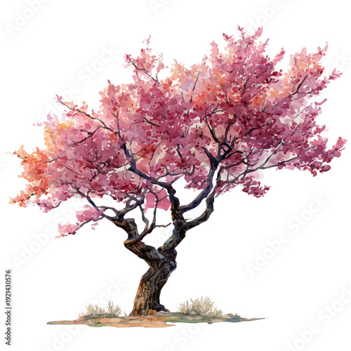 Plum Tree, watercolor illustration vector, isolated on a white background.