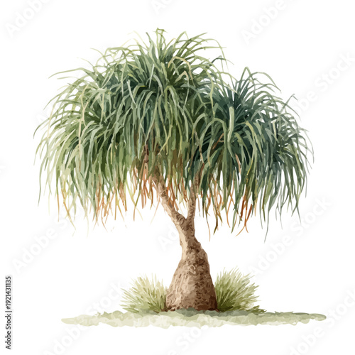Ponytail Palm, watercolor vector, isolated on a white background.