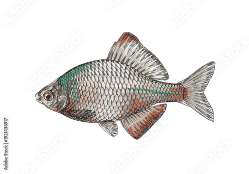 タイリクバラタナゴ（Rhodeus ocellatus ocellatus）側面図・淡水魚リアル学術イラスト