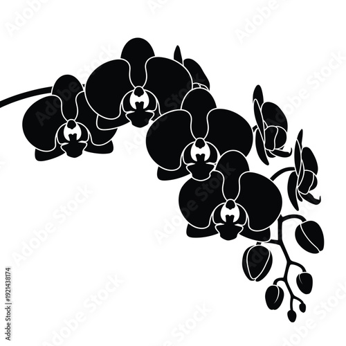 Elegant black silhouette of an orchid branch with detailed blossoms