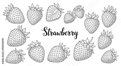 Comprehensive set of hand-drawn strawberry illustrations in various angles with elegant calligraphy for label design.