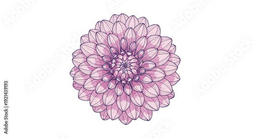 Detailed botanical illustration of a large pink dahlia flower in full bloom on a clean white background for print.