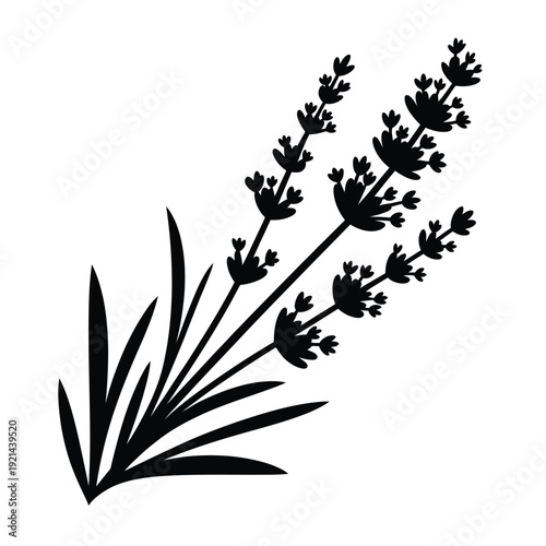 A simple black and white illustration of lavender stems and leaves